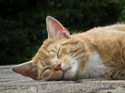 Schlafende Katze