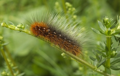 Stachelige Raupe